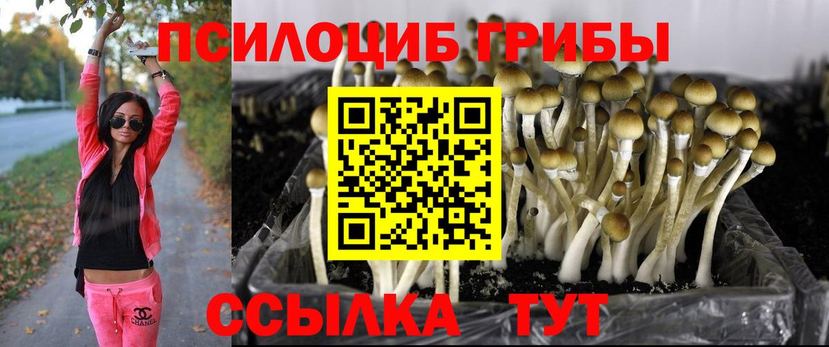Галлюциногенные грибы Psilocybine cubensis Светлоград